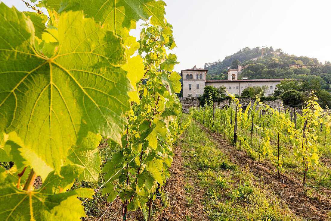 Sonnenaufgang auf dem alten Kloster von Astino, umgeben von Weinbergen Longuelo, Provinz Bergamo, Lombardei, Italien, Europa