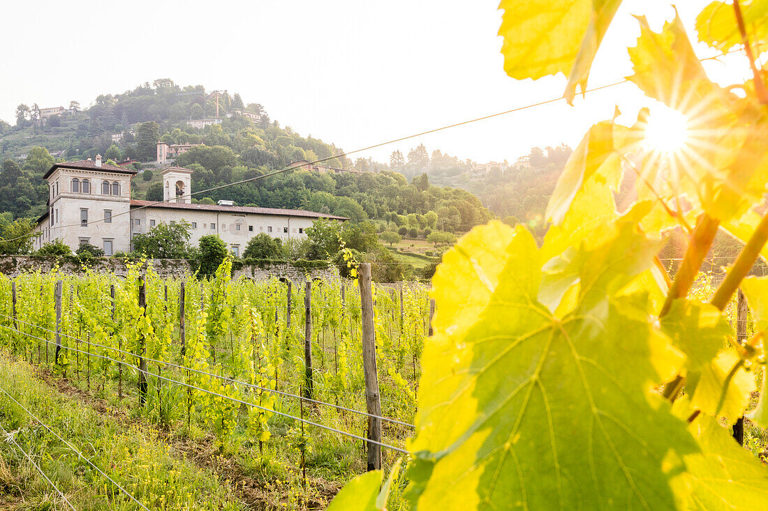 Sunrise on the ancient monastery of Astino surrounded by vineyards Longuelo, Province of Bergamo, Lombardy, Italy, Europe