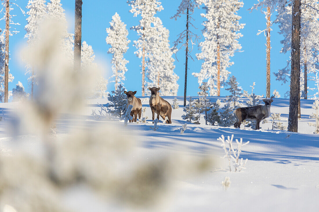 Rentier unter gefrorenen Bäumen im verschneiten Wald, Kiruna, Norrbotten County, Lappland, Schweden