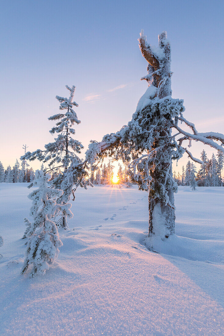 Sonnenuntergang auf Bäumen im borealen Wald (Taiga), Kiruna, Norrbottens län, Lappland, Schweden mit Eis bedeckt