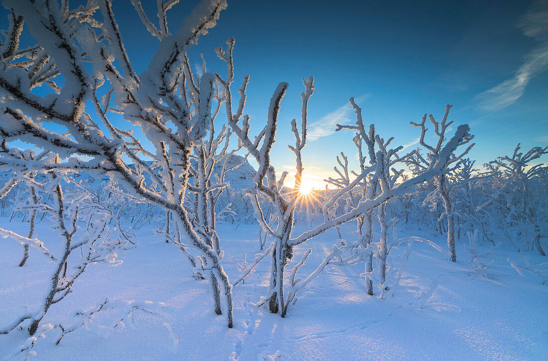Sunburst auf gefrorenen Bäumen im borealen Wald, Abisko, Gemeinde Kiruna, Norrbottens län, Lappland, Schweden