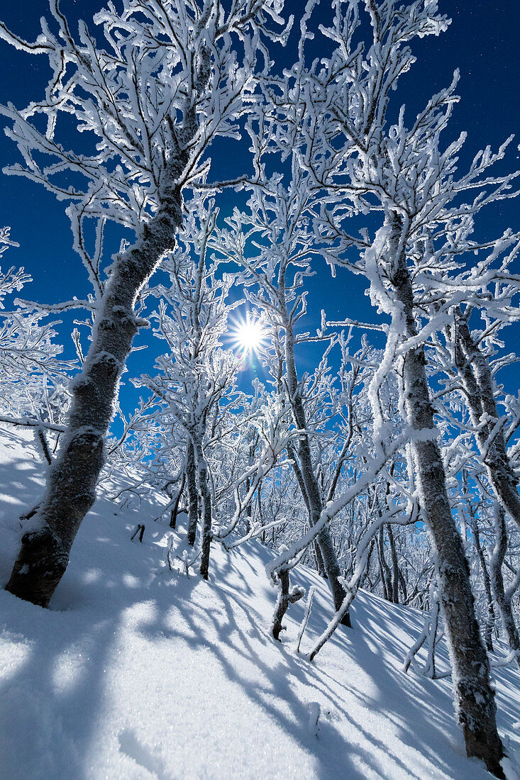 Vollmond leuchtet den verschneiten Wald, Abisko, Gemeinde Kiruna, Norrbottens län, Lappland, Schweden