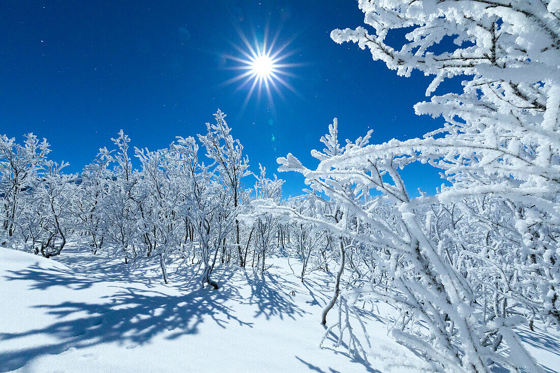 Vollmond leuchtet den verschneiten Wald, Abisko, Gemeinde Kiruna, Norrbottens län, Lappland, Schweden