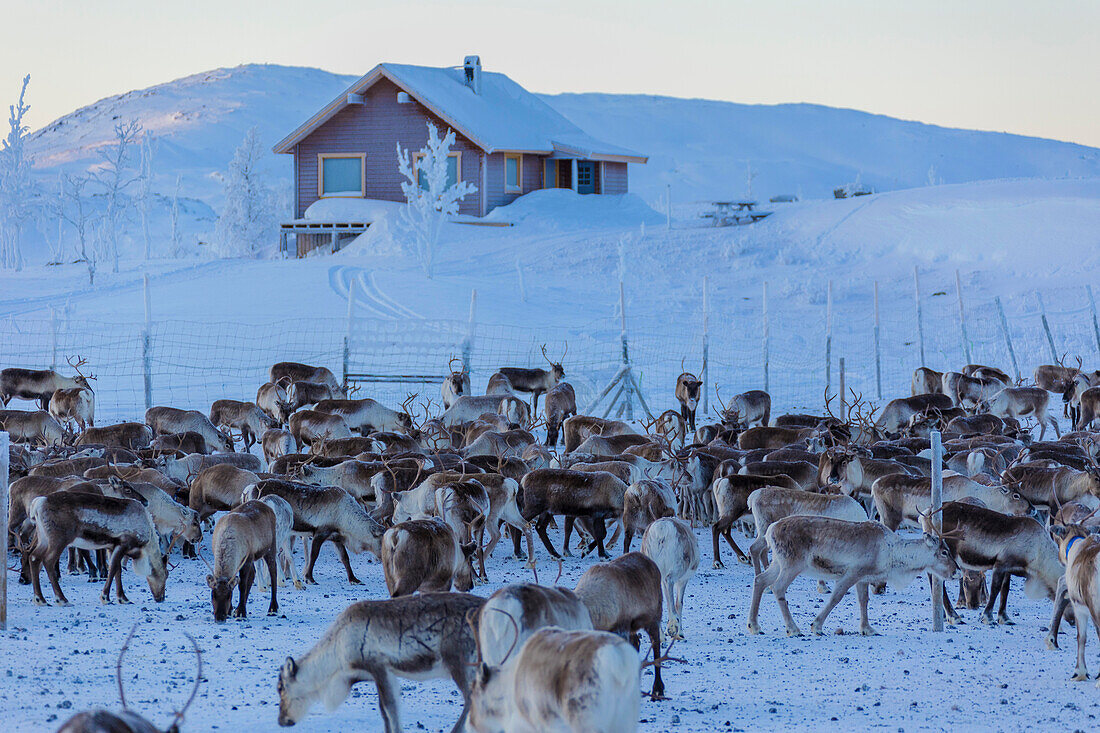 Herd of reindeer, Abisko, Kiruna Municipality, Norrbotten County, Lapland, Sweden