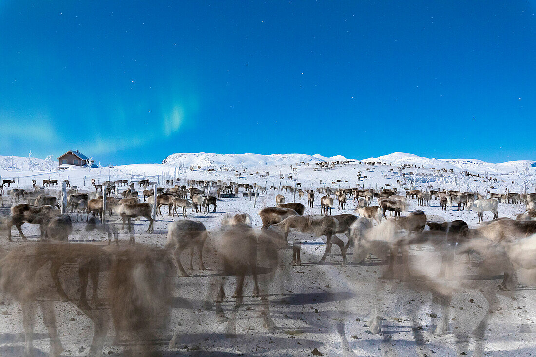 Herde von Rentieren unter Nordlichtern, Abisko, Gemeinde Kiruna, Norrbottens län, Lappland, Schweden