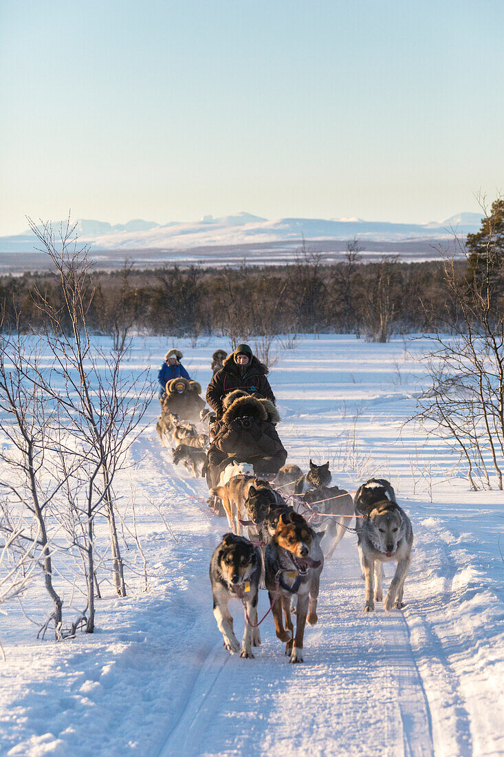 Dog sledding in the snowy landscape of Kiruna, Norrbotten County, Lapland, Sweden