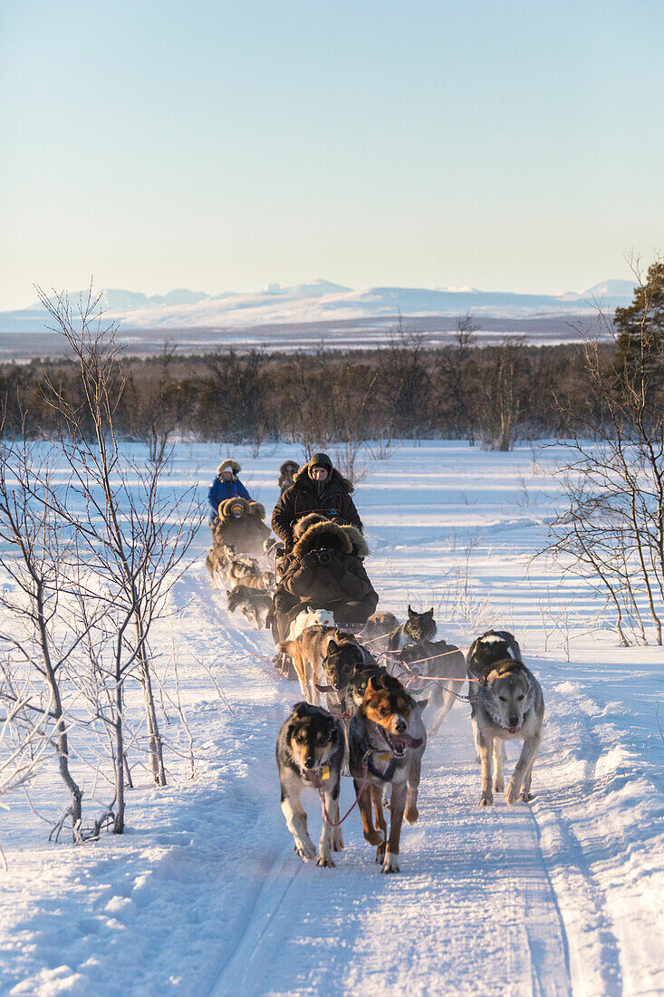 Hundeschlitten in der verschneiten Landschaft von Kiruna, Norrbotten, Lappland, Schweden