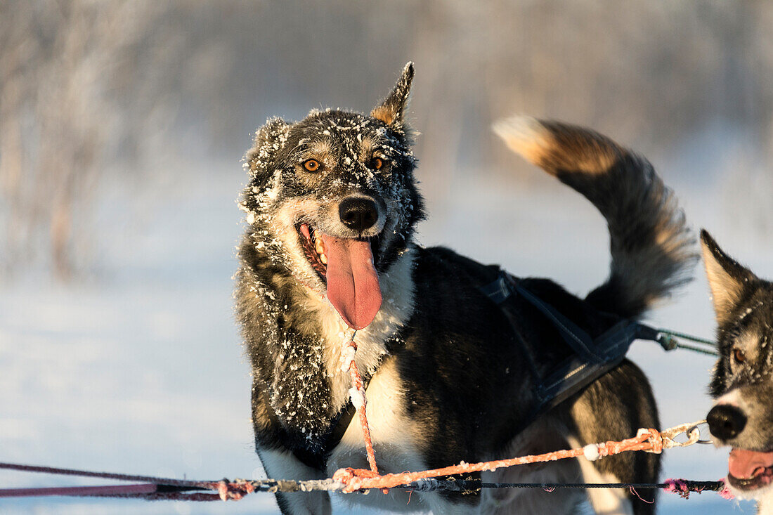 Nahaufnahme eines Hundes auf den Rodelbahnen, Kiruna, Norrbotten County, Lappland, Schweden