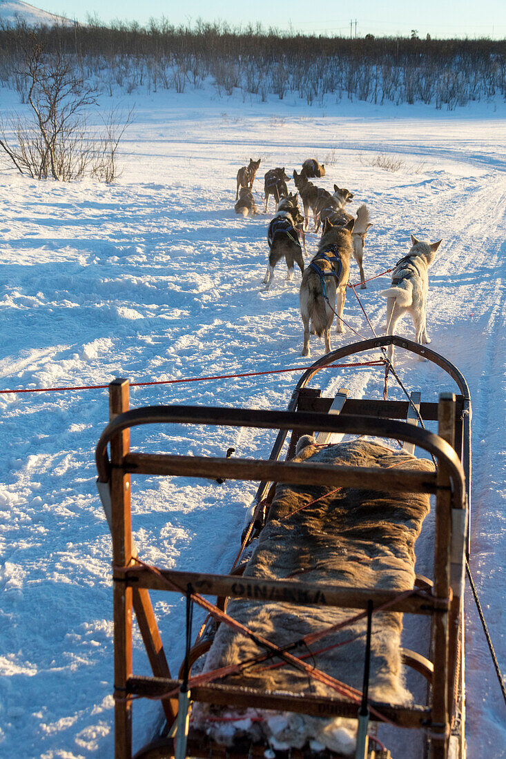 Dogs carrying the sled, Kiruna, Norrbotten County, Lapland, Sweden