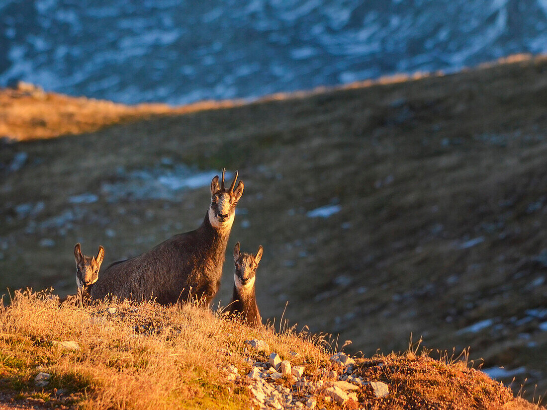 Chamois, Belluno province, Dolomites, Veneto, Italy, Europe