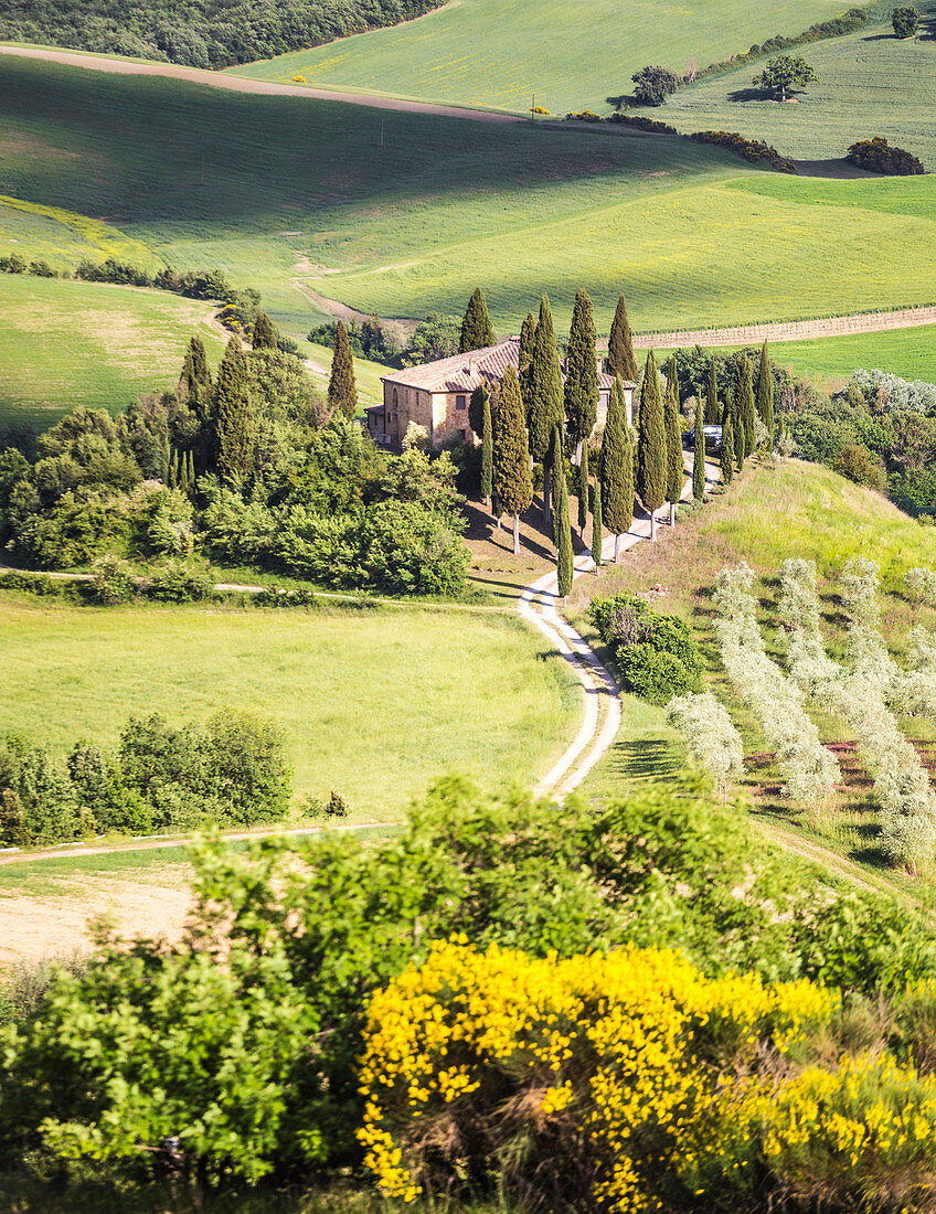 Das berühmte Podere Belvedere unter dem Sonnenlicht, mit grünen Hügeln, Val d'Orcia, Provinz Siena, Toskana, Italien