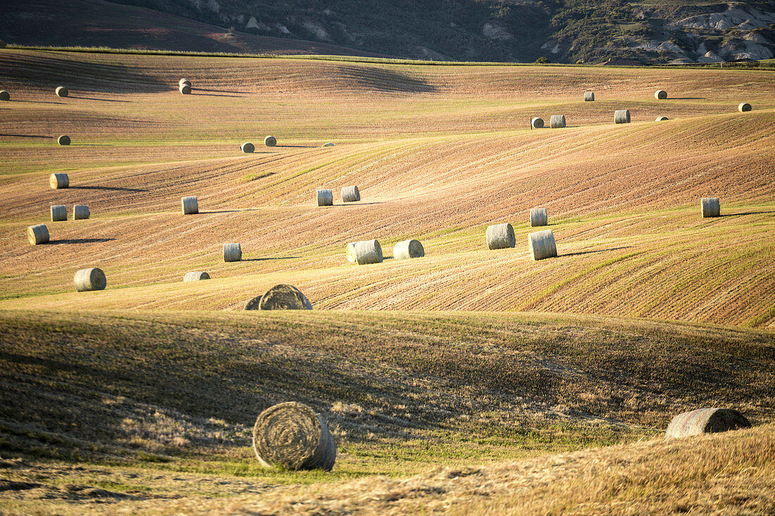 The harvest in Val d'Orcia, Tuscany, Italy