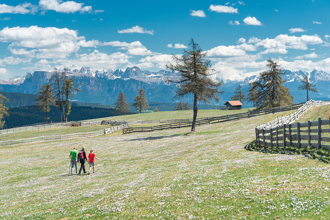 Meltina / Mölten, Provinz Bozen, Südtirol, Italien, Die Krokusblüte am Giogo di Meltina / Möltner Joch