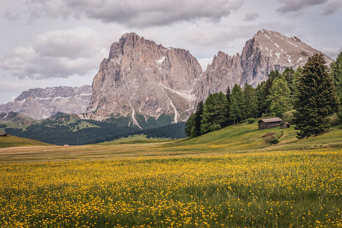 Alpe di Siusi/Seiser Alm, Dolomites, South Tyrol, Italy.