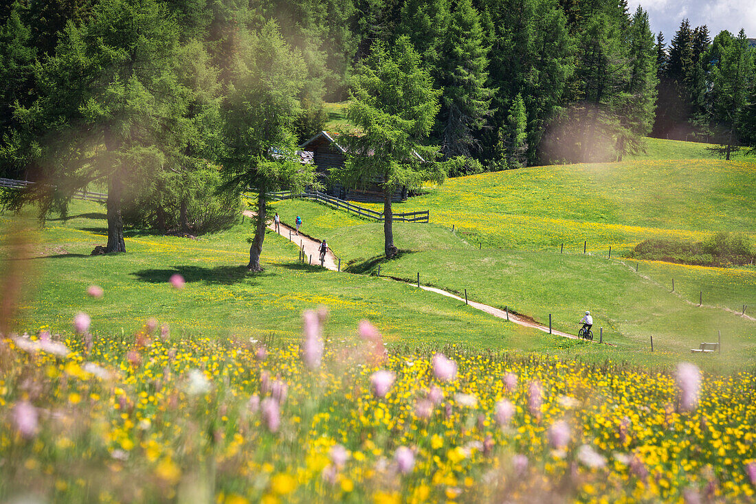 Alpe di Siusi/Seiser Alm, Dolomites, South Tyrol, Italy.