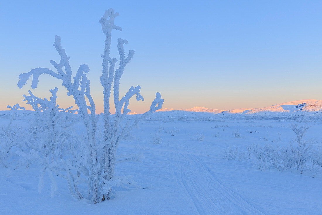 Pflanzeneis verkrustet entlang einer Straße für Motorschlitten. Riskgransen, Norbottens Ian, Lappland, Schweden, Europa