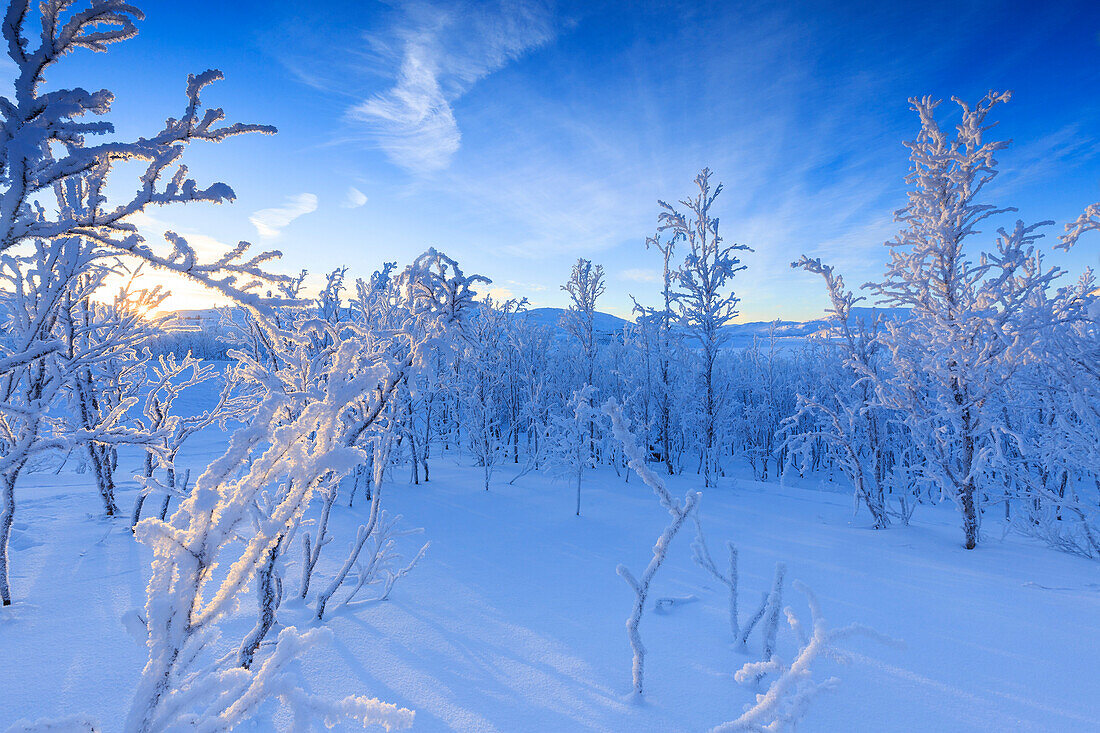 Letzte Sonne auf Frostpflanzen. Riskgransen, Norbottens Ian, Lappland, Schweden, Europa