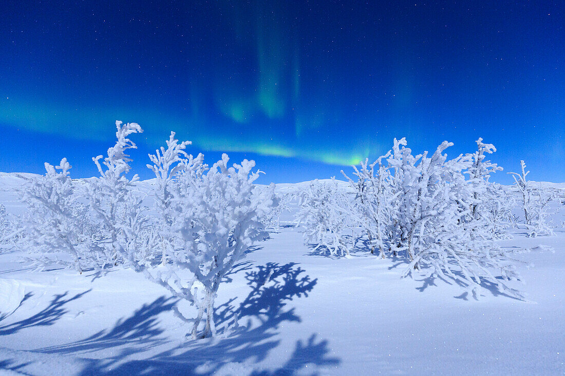 Die Nordlichter werden grün, der Nachthimmel leuchtet bei Vollmond. Riskgransen, Norbottens Ian, Lappland, Schweden, Europa