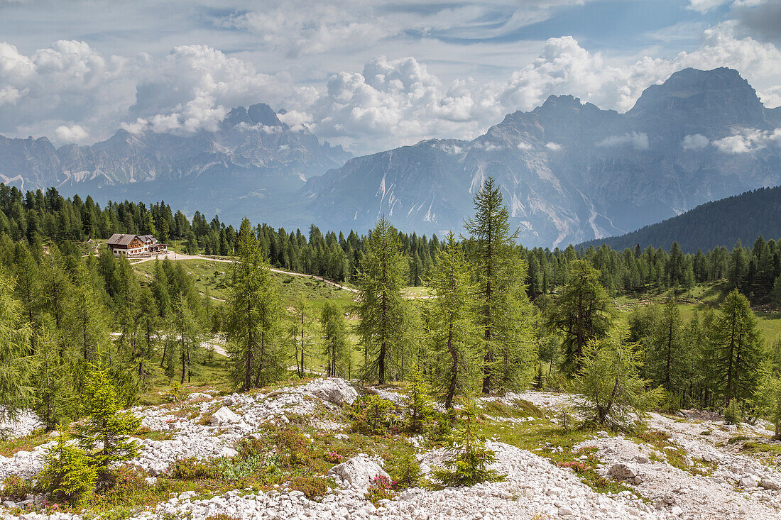 Groups of Cristallo and Sorapiss as seen from near the Croda da Lago Refuge,Cortina d'Ampezzo,Belluno district,Veneto,Italy