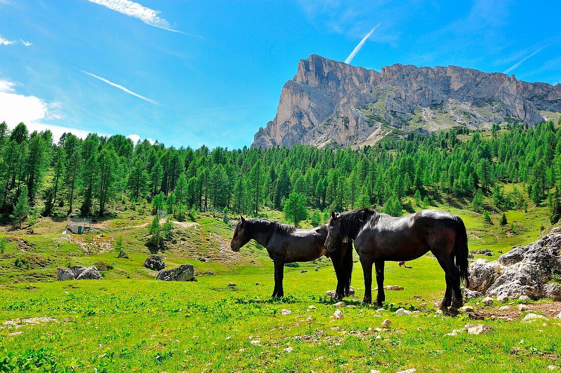 Pferde in der Passo Giau Hütte, San Vito di Cadore und Cortina d'Ampezzo Tal, Dolomiten, Provinz Belluno, Region Venetien, Italien