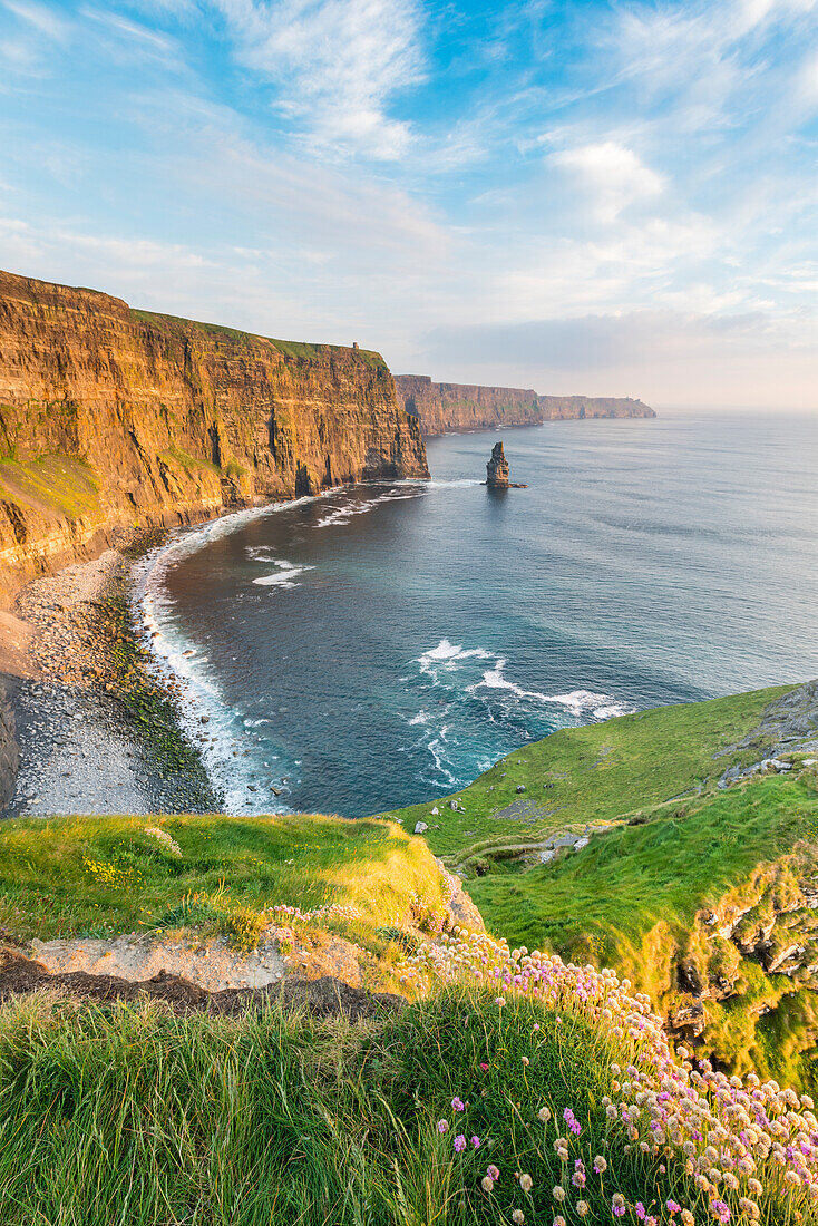 Cliffs of Moher at sunset, with flowers on the foreground. Liscannor, Co. Clare, Munster province, Ireland.