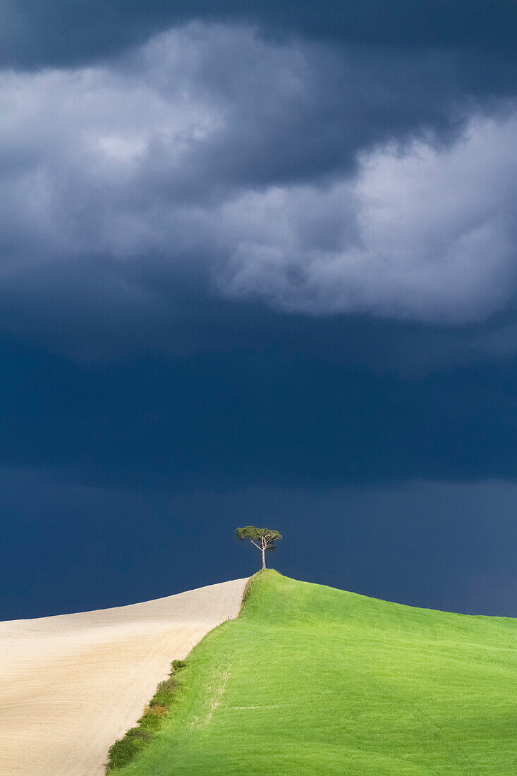 Ein einsamer Baum, der auf einem Hügel während eines Frühlingssturms in der Zone steht, die Crete Senesi, Monteroni d'Arbia, Toskana, Italien genannt wird.