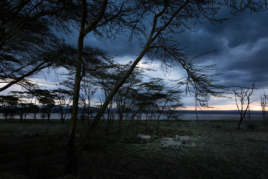 Zebra bei Sonnenuntergang im Wald, Lake Nakuru, Rift Valley