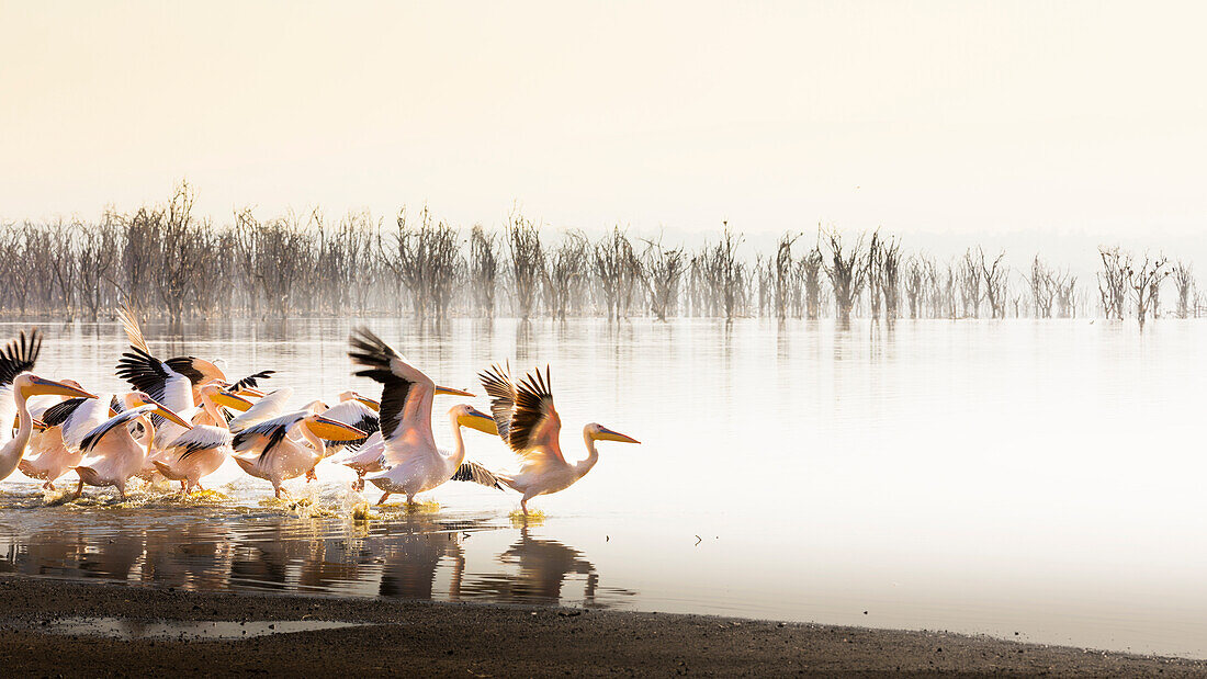 Pelicans in Lake Nakuru, Rift Valley