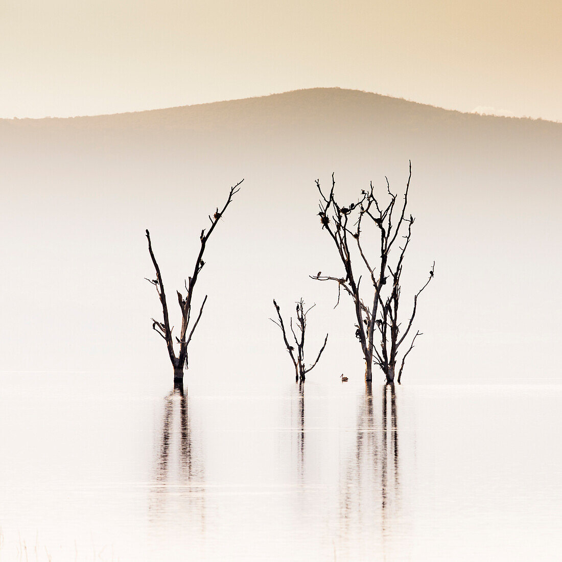 Lake Nakuru, Kenia, bei Sonnenaufgang. Das überflutete Baummuster, das 2014 durch den Anstieg der alkalischen Gewässer des Sees entstanden ist, wurde rasch von Wasservögeln besiedelt.