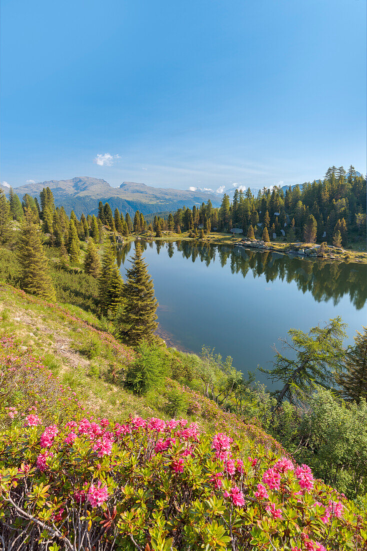 Europa, Italien, Trentino, Trento, Lagorai Kette, die Colbricon Seen im Sommer mit Rhododendronblüte und Berg spiegelt sich auf dem Wasser