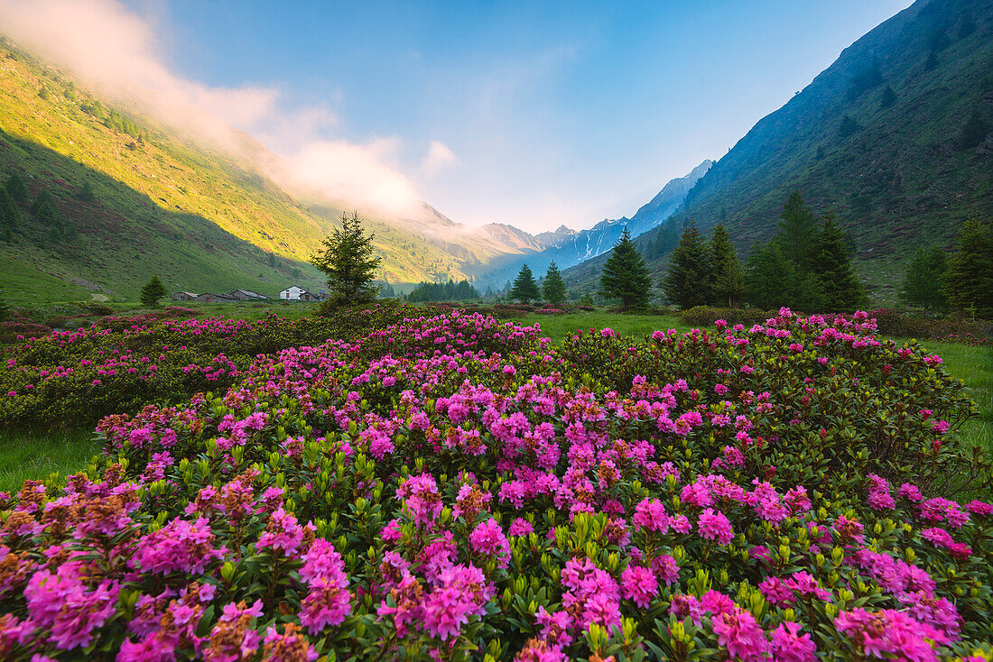 rhododendrons Bloomings in Val Grande, Vezza d'Oglio, Stelvio National park, Brescia province, Lombardy district,Italy, Europe.