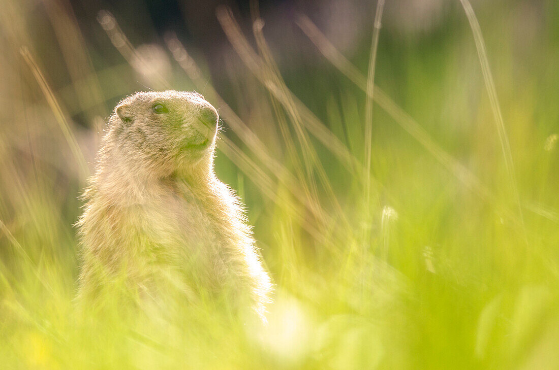 Marmot, Belluno province, Dolomites, Veneto, Italy, Europe