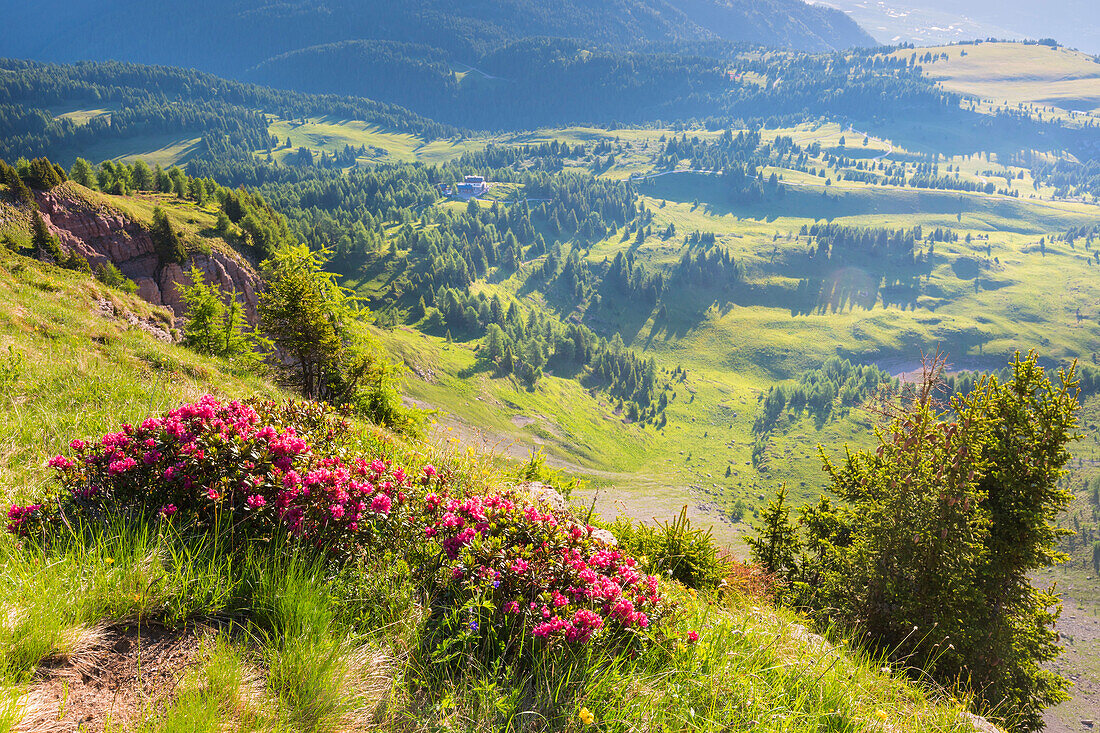 Flowering of rhododendrons on Mount Peller Europe, Italy, Trentino Alto Adige, Non valley, Trento district, Non valley, Natural Park Adamello Brenta