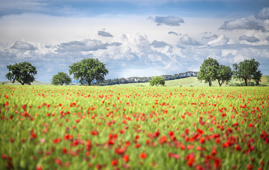 Ein Feld voller Mohnblumen zwischen den Hügeln der Toskana. Siena Contryside, Toskana, Italien