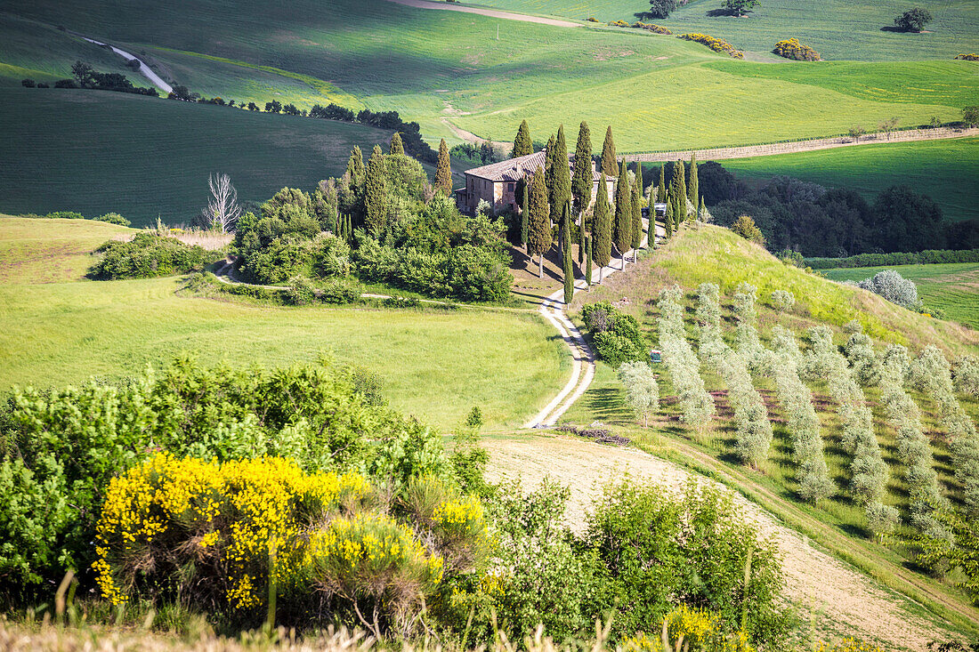 The famous Podere Belvedere under the sunlight, with green hills. Val d'Orcia, Province of Siena, Tuscany, Italy.