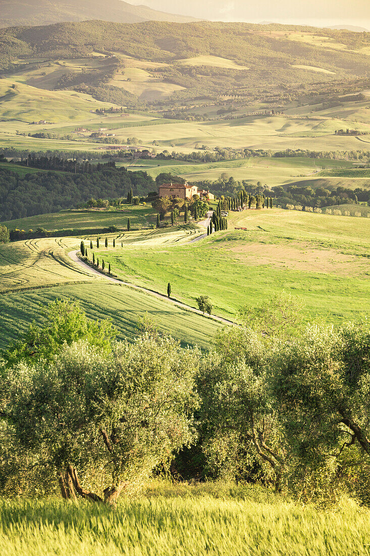 The green hills of Val d'Orcia, Tuscany, Italy