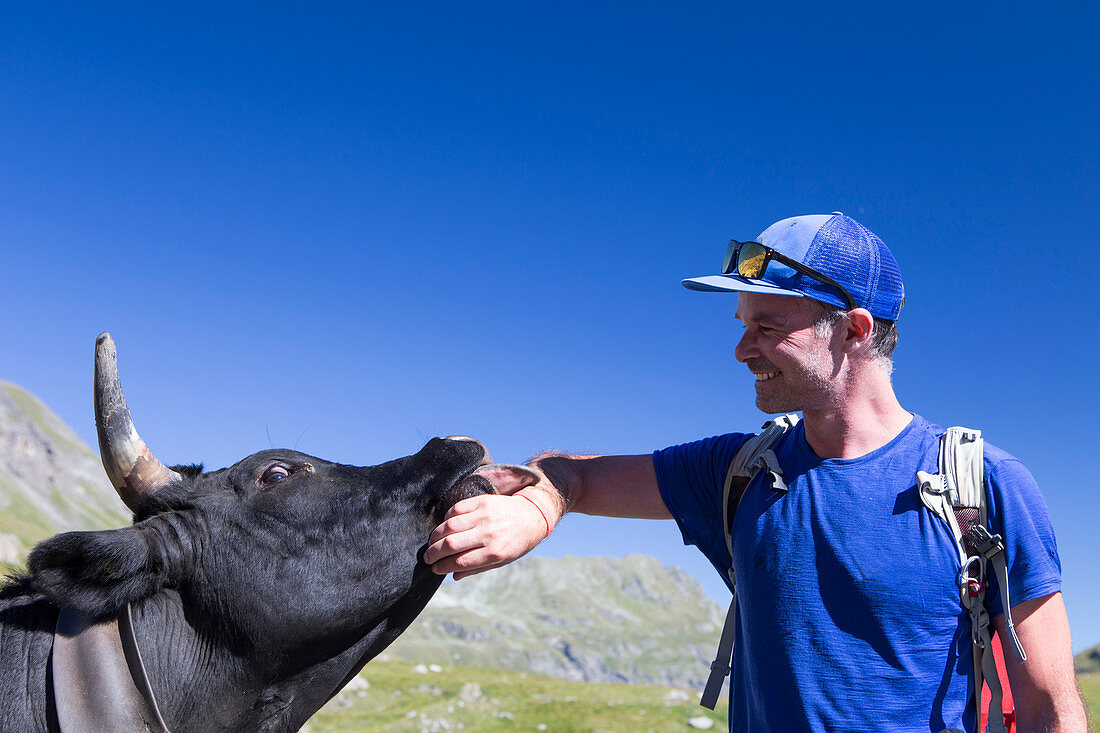 Die Hand eines männlichen Wanderers wird von einer Erringer-Kuh am Ende des Val d'Hérémence in der Schweizer Region Wallis geleckt. Dies ist die halbe Haute Route, eine beliebte Alpenwanderung durch Frankreich und die Schweiz.