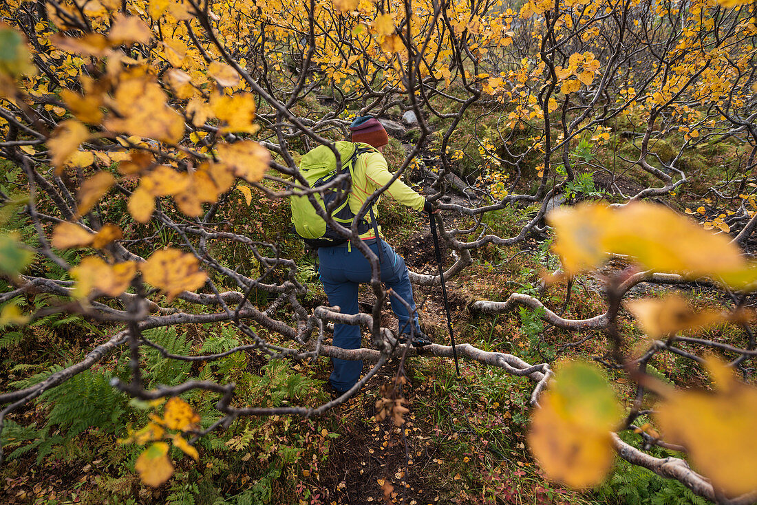 Female hiker finds passage through branches of autumn birch tree, Lofoten Islands, Norway