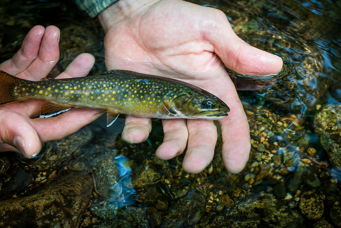 Small wild brook trout being released in the water.
