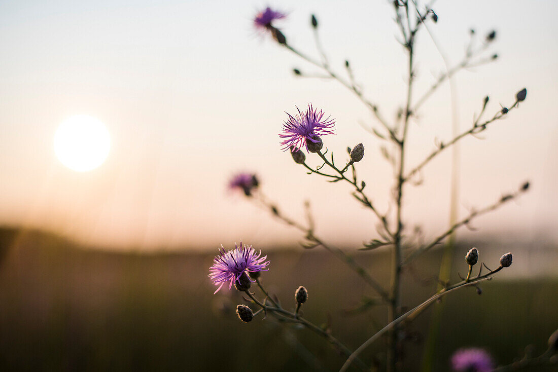 A walk along the thistles on a summer evening in Rhode Island.