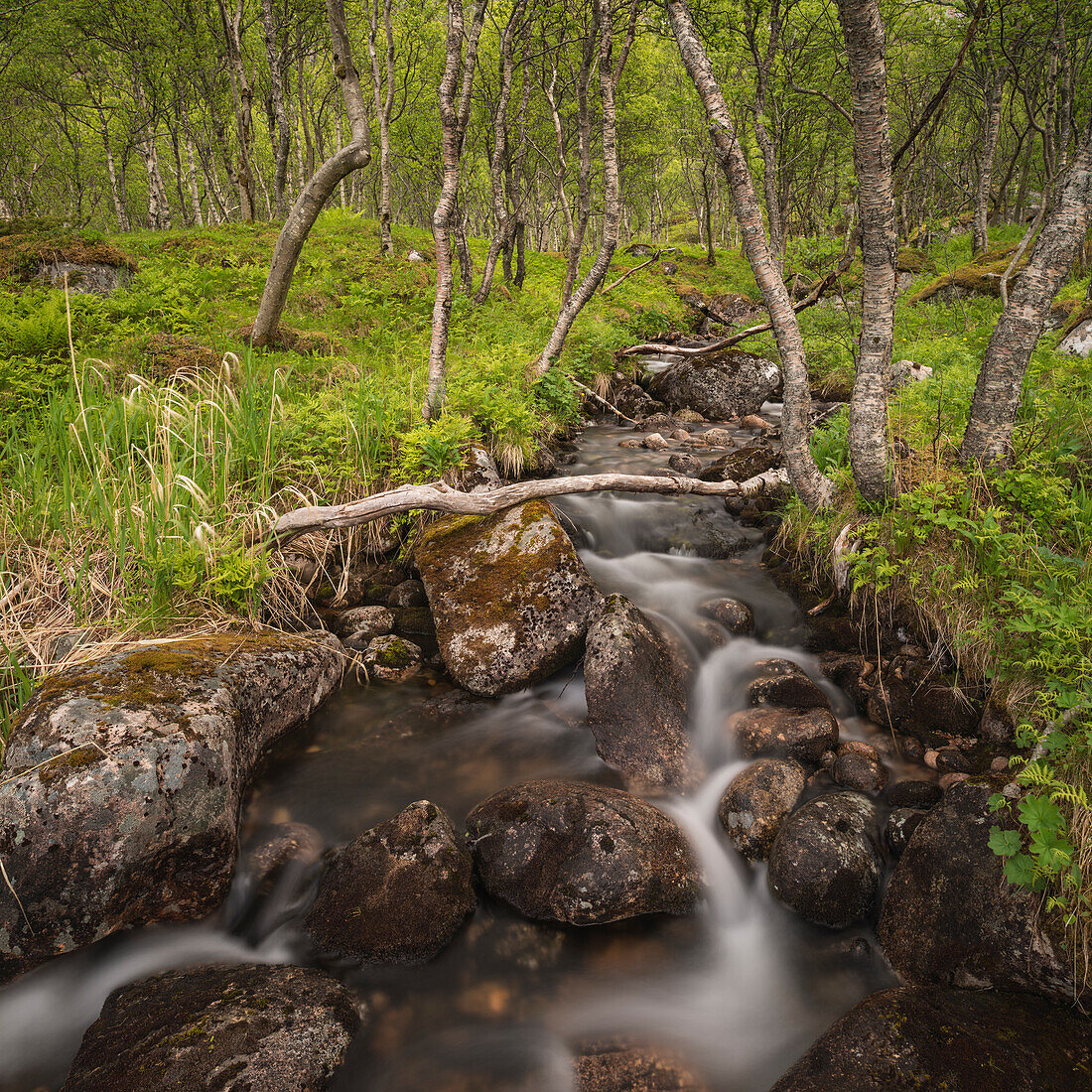 Small stream runs through mountain birch forest, Senja, Norway