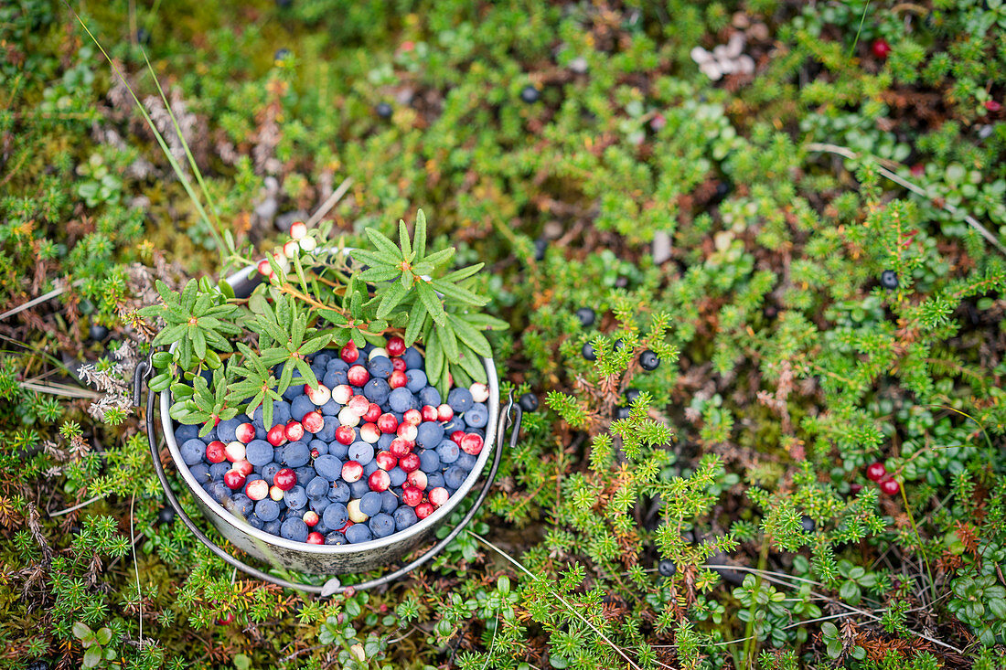 Wild blueberries, lignonberries and labrador tea foraged in Alaska's boreal forest