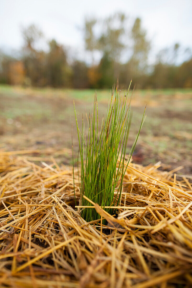 A grassy plant grows out of a straw bed.