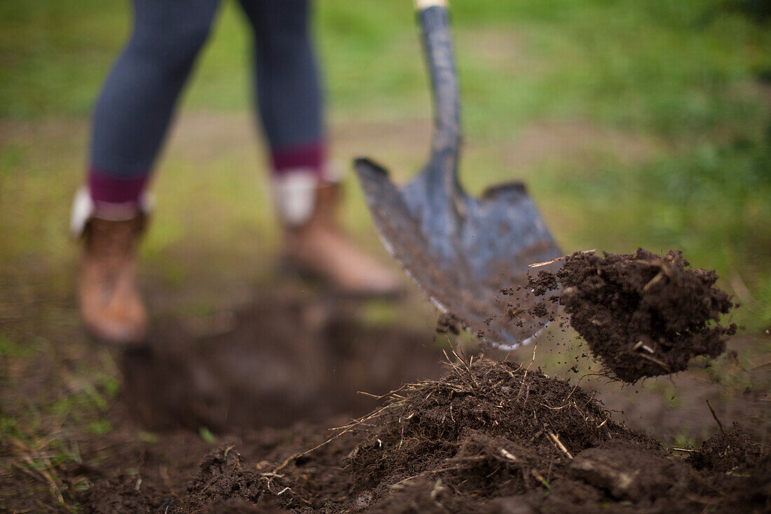 Shoveling dirt in the garden