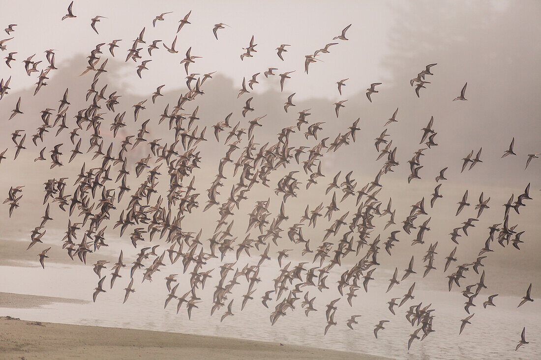 A flock of Plovers (Charadriinae) fly around the beach near Tofino, British Columbia, Canada.