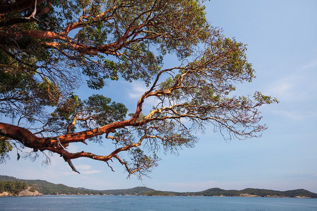 Ein Arbutus Baum (Arbutus Menzeisii), hängt über dem Pazifischen Ozean an der Westküste von Vancouver Island in der Nähe von Sooke.