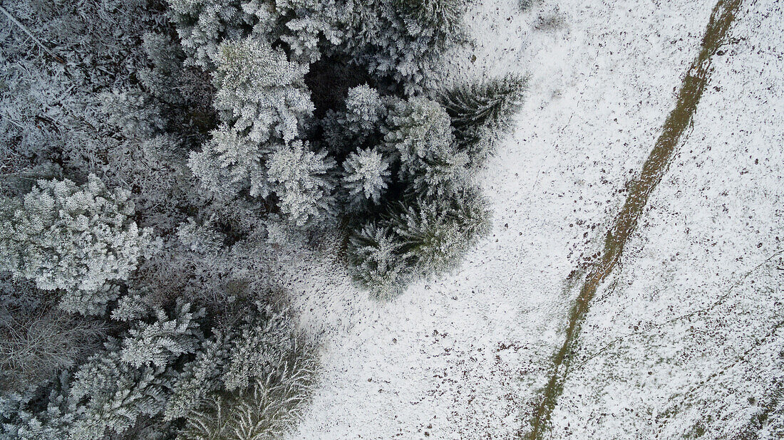 aerial and graphic view of a trail on the edge of a forest of Spruce covered with snow and frost in Saint-Cergue in the Vaud Canton, Switzerland