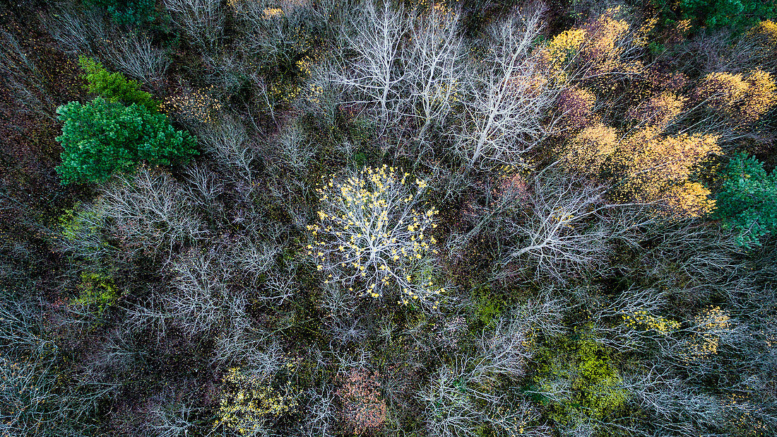 aerial and graphic view of the forest in its autumnal colors with a gold-leaf tree in the middle in the Vaud Canton, Switzerland