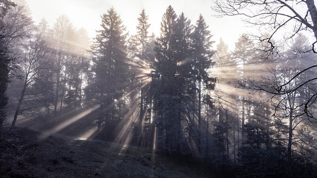 Sonnenaufgang in einem Wald mit Lichtstrahlen durch Fichten (Picea Abies) schaffen eine magische Atmosphäre im Kanton Waadt, Schweiz
