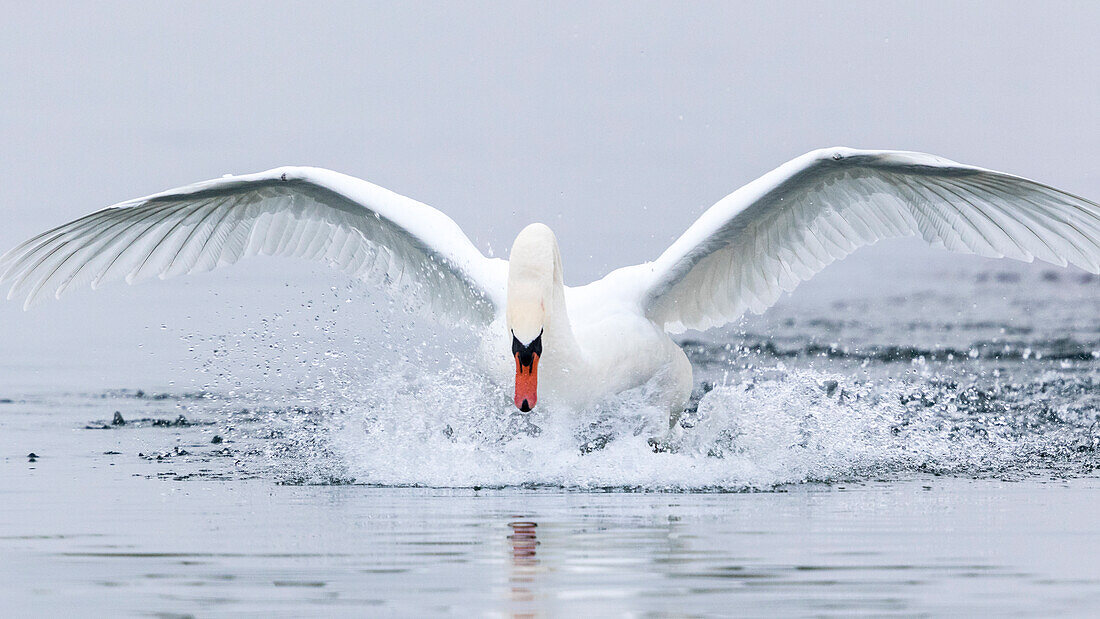 beautiful swan spreading its wings before taking off from Geneva lake, with water splashes around, with grey sky in the background in Rolle, Vaud Canton, Switzerland